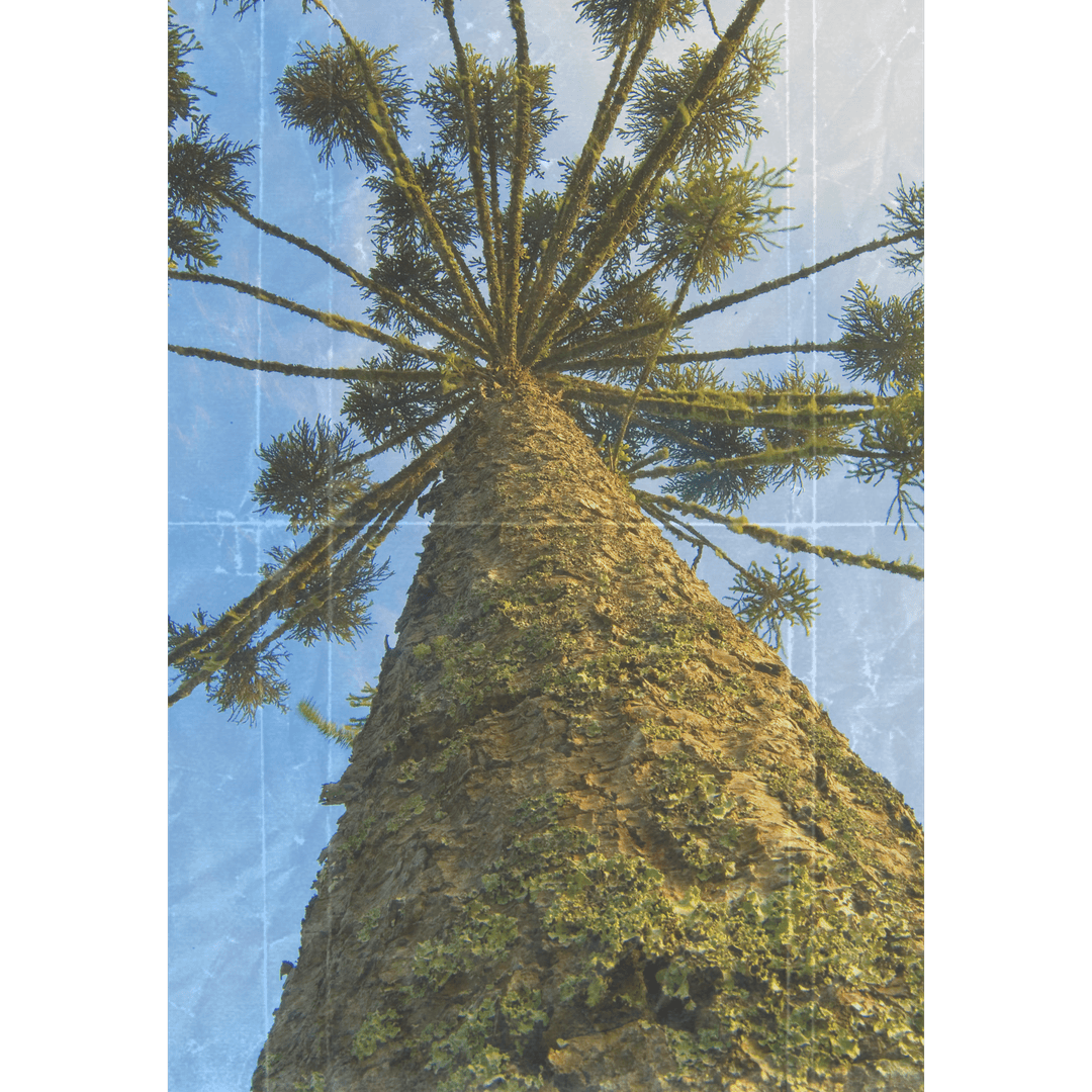 Arvore da Araucaria