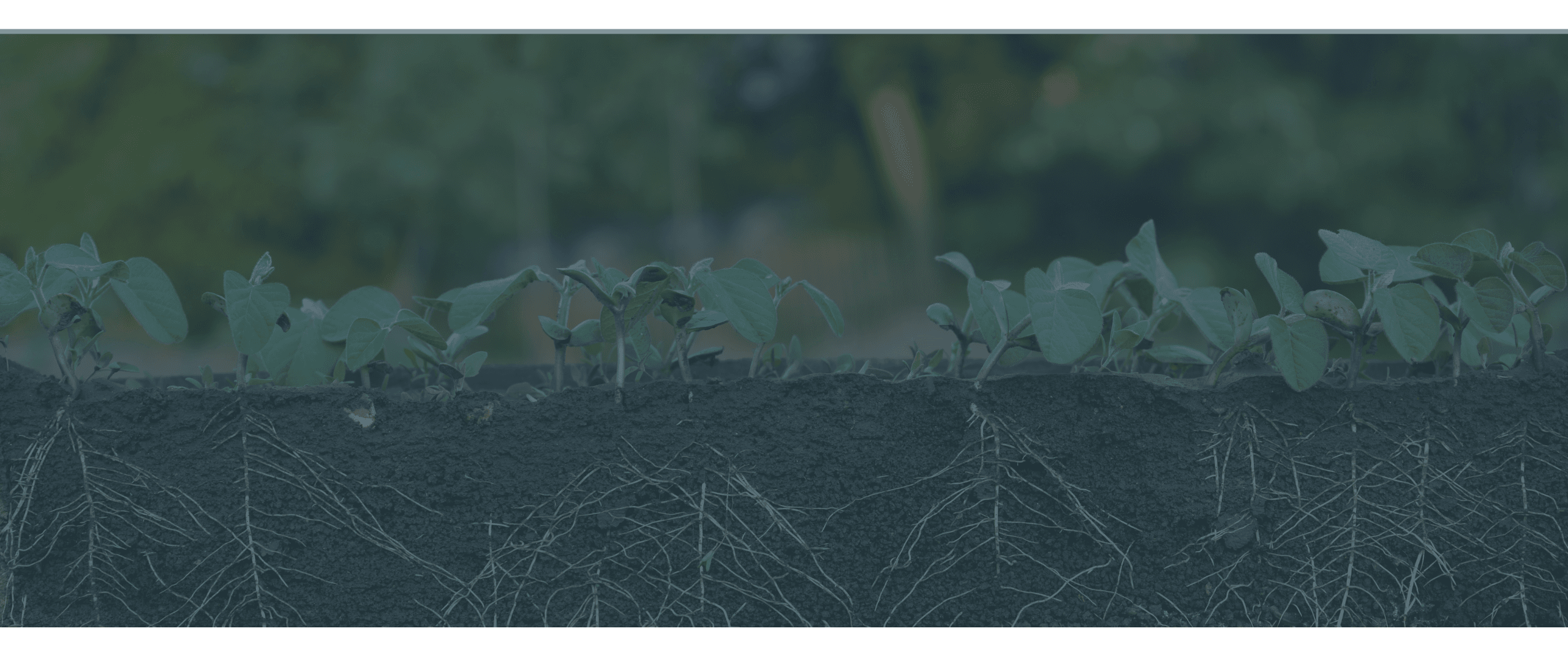 Banner com plantas germinando e raizes grandes